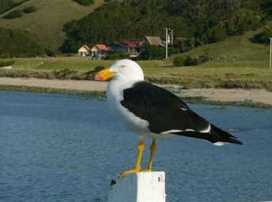 Rocky Glen Retreat By The Beach - Hotel VIC 1