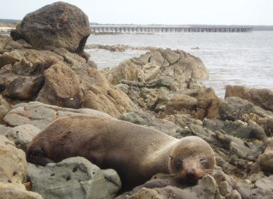 Rocky Glen Retreat By The Beach - Hotel VIC 2