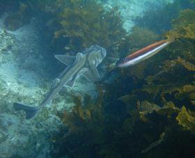 Currarong NSW Hotel VIC