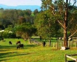Giba Gunyah Country Cottages - Hotel VIC 1
