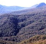 Callicoma Hill Eco-Cabins - Hotel VIC