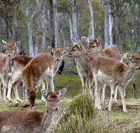 Lake Leake Chalet - Hotel VIC