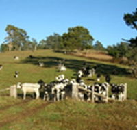 St Columba Cottage - Hotel VIC