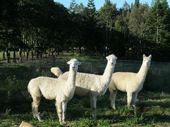 Beerwah QLD Hotel VIC