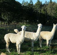 Blackwattle Farm BampB and Farm Stay - Hotel VIC