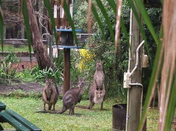 Jervis Bay Cabins - Hotel VIC 6
