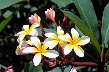 Phoenix Eumundi Bed & Breakfast - Hotel VIC 13