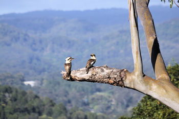 Phoenix Eumundi Bed & Breakfast - Hotel VIC 18