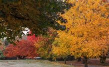 Laurel Hill Forest Lodge - Tumbarumba - Hotel VIC 2