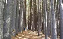 Laurel Hill Forest Lodge - Tumbarumba - Hotel VIC 4