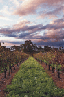 Lamonts Winery Restaurant  Gallery - Hotel VIC