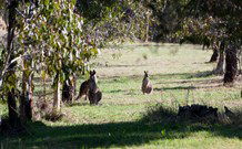 Amazing Country Escapes - Lakeview Luxury Cabins - Hotel VIC 2