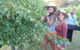 McLaren Vale Backpackers - thumb 0