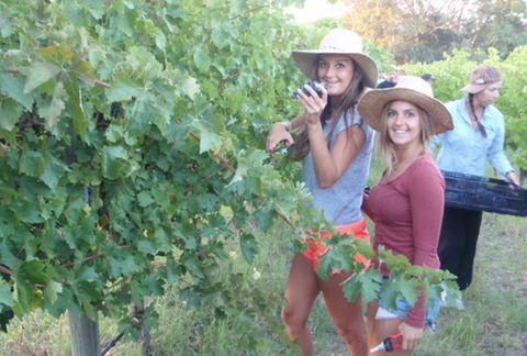 McLaren Vale Backpackers - Hotel VIC 0