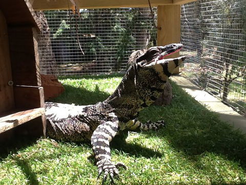 Beechworth Wildlife Stays - Hotel VIC 6