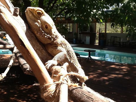 Beechworth Wildlife Stays - Hotel VIC 7