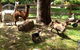 Beechworth Wildlife Stays - thumb 8