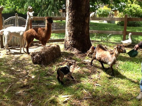 Beechworth Wildlife Stays - Hotel VIC 8