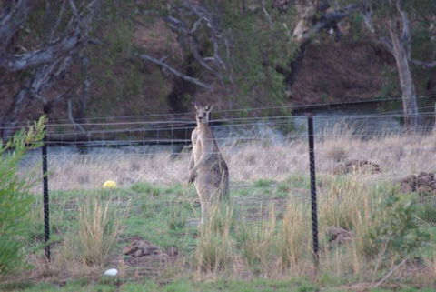 Yalooka Farm - Hotel VIC 9