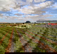 1837 Barossa Luxury Vineyard Cottages - Hotel VIC