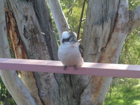 Kookaburra Dreaming - Hotel VIC 0