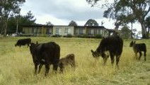 Bumblebrook Farm Motel - Hotel VIC 1