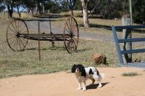 Bumblebrook Farm Motel - Hotel VIC 5