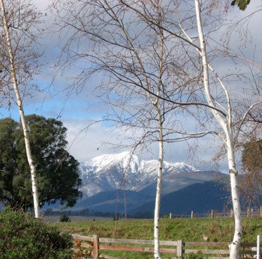 Buttercup Cottage & Apartment - Hotel VIC 1