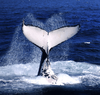 Brisbane Whale Watching - Hotel VIC
