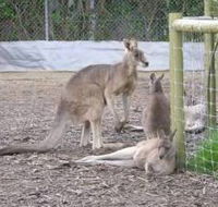 Jirrahlinga Koala  Wildlife Sanctuary - Hotel VIC