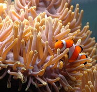 Reef HQ Great Barrier Reef Aquarium - Hotel VIC