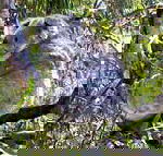 Koala Conservation Centre - Hotel VIC