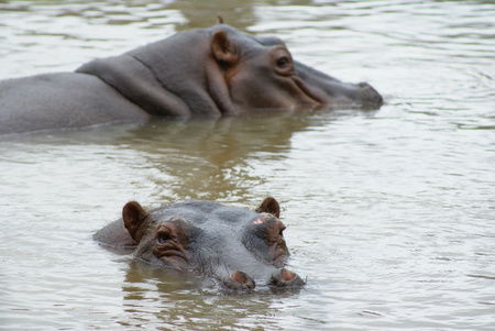 Cairns Wildlife Safari Reserve - Hotel VIC 2