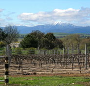 Buller View Wines - Hotel VIC