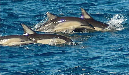Dolphin Swim Australia - Hotel VIC 0