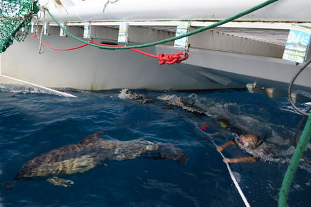 Dolphin Swim Australia - Hotel VIC 1