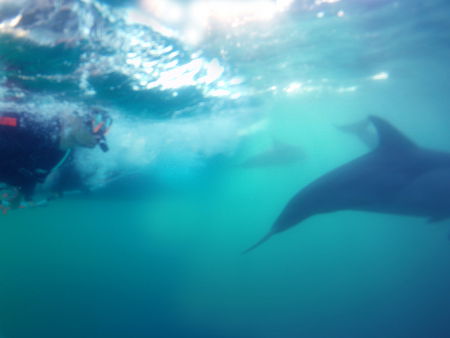 Dolphin Swim Australia - Hotel VIC 2
