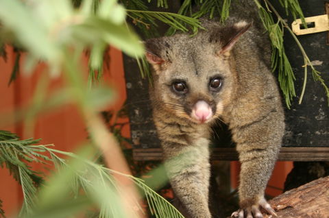 Potoroo Palace - Hotel VIC 3