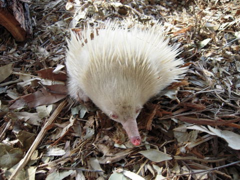 Potoroo Palace - Hotel VIC 4