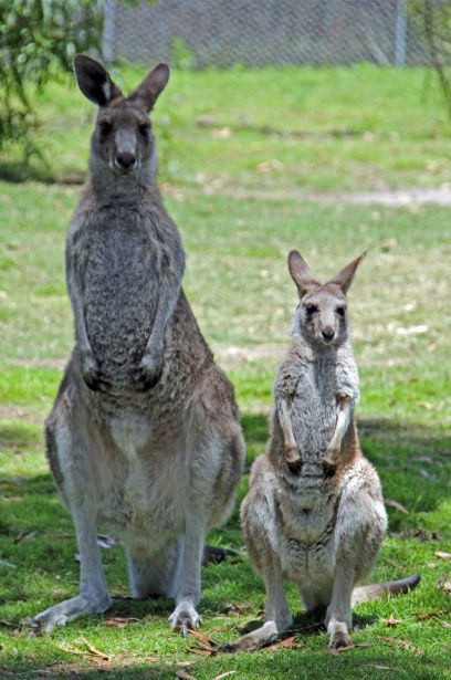 Potoroo Palace - Hotel VIC 5