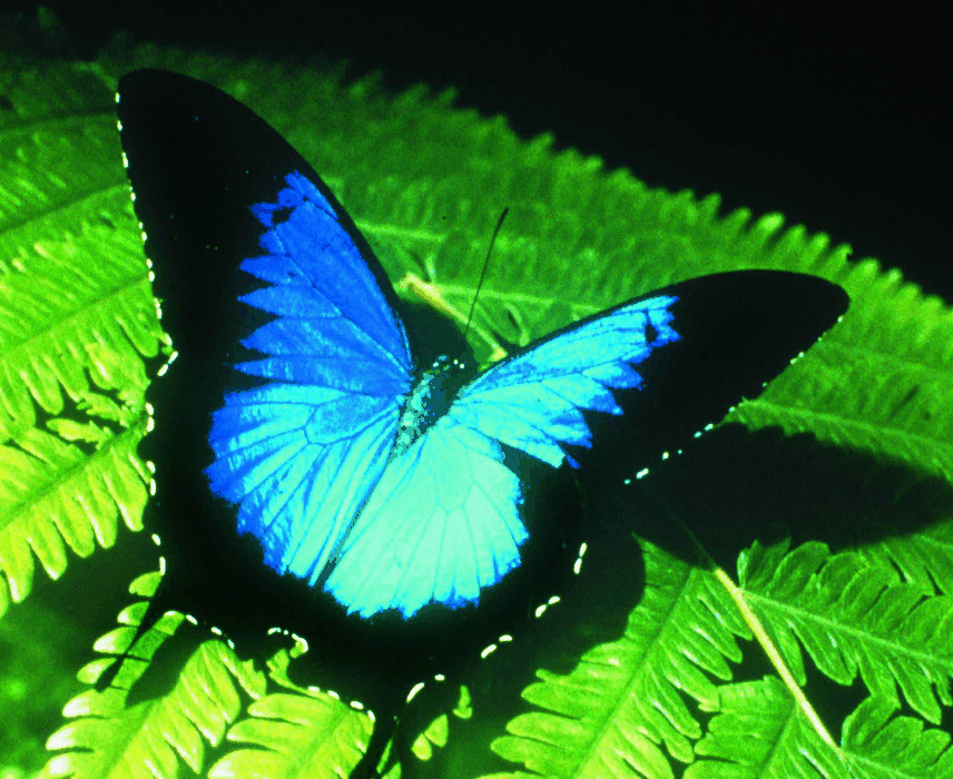 Australian Butterfly Sanctuary - Hotel VIC