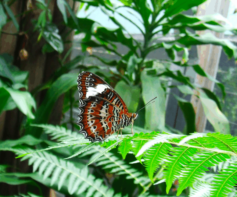 Australian Butterfly Sanctuary - Hotel VIC 1