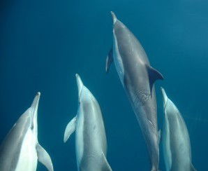 Dolphin Swim Australia - Hotel VIC 6