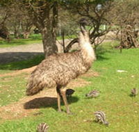 Minlaton Fauna Park - Hotel VIC