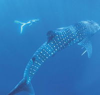 Ningaloo Marine Park - Hotel VIC