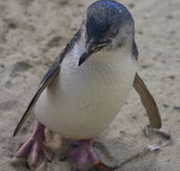 Penguin Island Boardwalks and Walk Trail - Hotel VIC