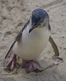 Penguin Island Boardwalks And Walk Trail - Hotel VIC 0