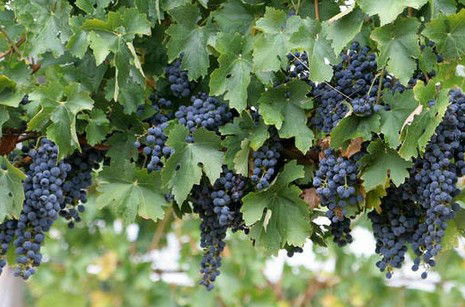 Capel Vale Wines - Hotel VIC 0