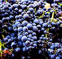 Laurel Bank Vineyard - Hotel VIC