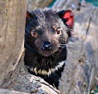 Trowunna Wildlife Sanctuary - Hotel VIC